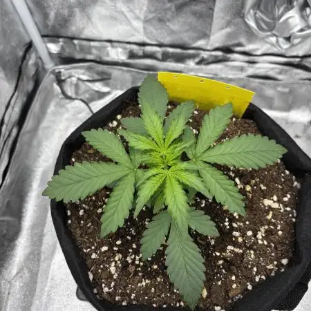 Lemon Cherry Cookies Auto