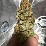 Eternity Grow Cup 2026 - Sticky Broccoli