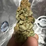Eternity Grow Cup 2026 - Sticky Broccoli