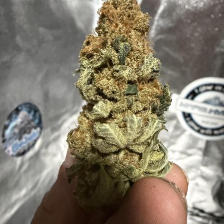 Eternity Grow Cup 2026 - Sticky Broccoli