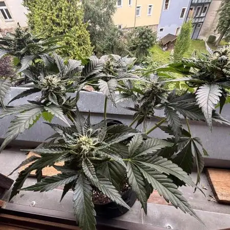 Auto Moon Rocks - Competition Vol.2
