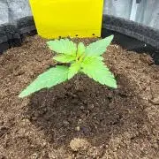Papaya Spritzer by Sensi Seeds
