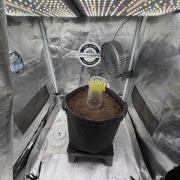 Papaya Spritzer by Sensi Seeds