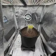 Papaya Spritzer by Sensi Seeds
