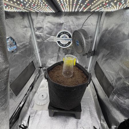 Papaya Spritzer by Sensi Seeds