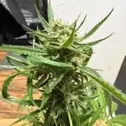 Lemon Haze by Barneys Farm