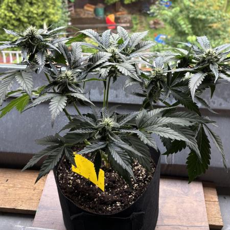 Auto Moon Rocks - Competition Vol.2