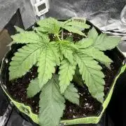 Blueberry by Dutch Passion