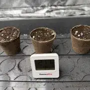Eternity Grow Cup 2026 - Sticky Broccoli