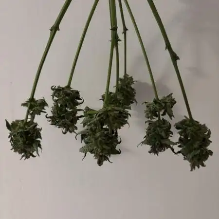 Auto Moon Rocks - Competition Vol.2