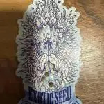Arctic Flurry by Exotic Seed