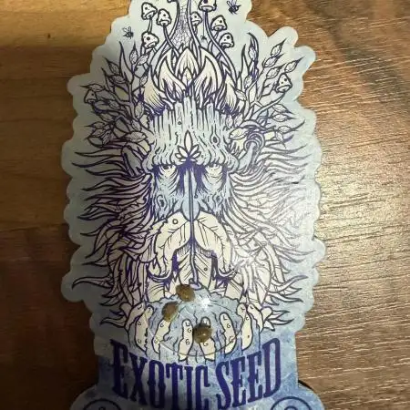 Arctic Flurry by Exotic Seed