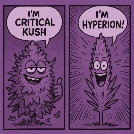 Hyperion F1 + Critical Kush