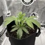 Arctic Flurry by Exotic Seed