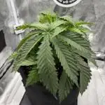 Arctic Flurry by Exotic Seed