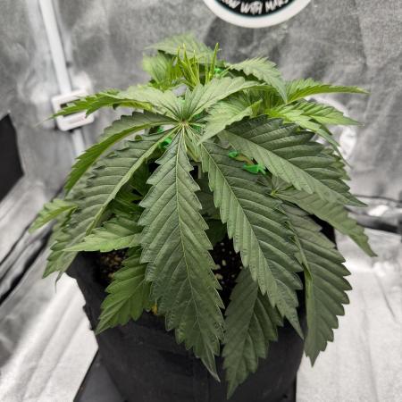 Arctic Flurry by Exotic Seed