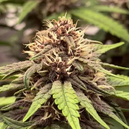 Lemon Cherry Cookies Auto