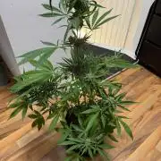 Lemon Haze by Barneys Farm