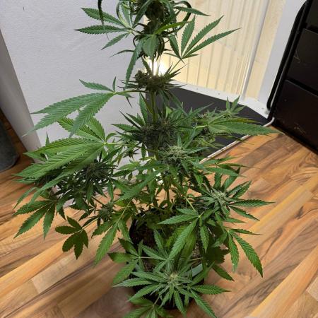 Lemon Haze by Barneys Farm