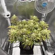 Arctic Flurry by Exotic Seed