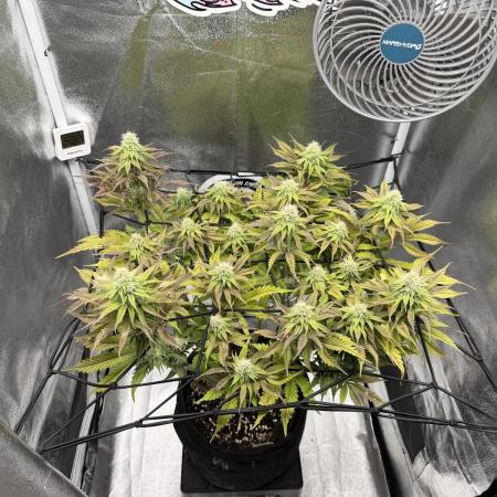 Arctic Flurry by Exotic Seed