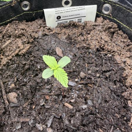 Guava Runtz Auto