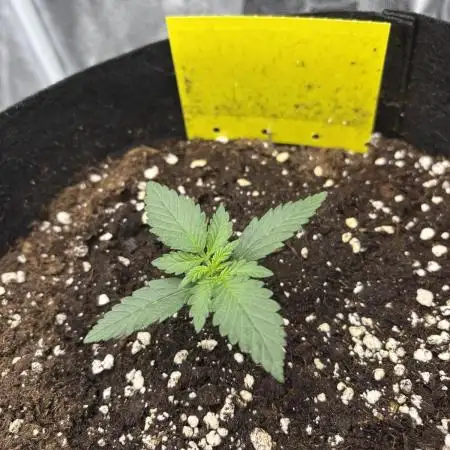 Lemon Cherry Cookies Auto