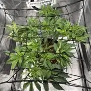 Arctic Flurry by Exotic Seed