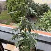 Lemon Haze by Barneys Farm