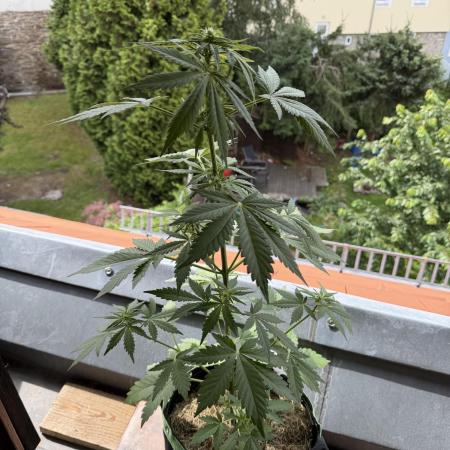 Lemon Haze by Barneys Farm