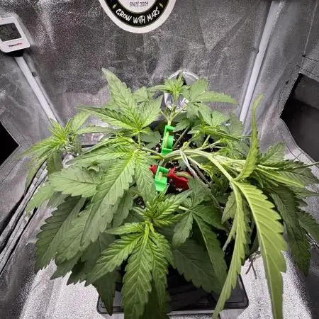 Lemon Cherry Cookies Auto
