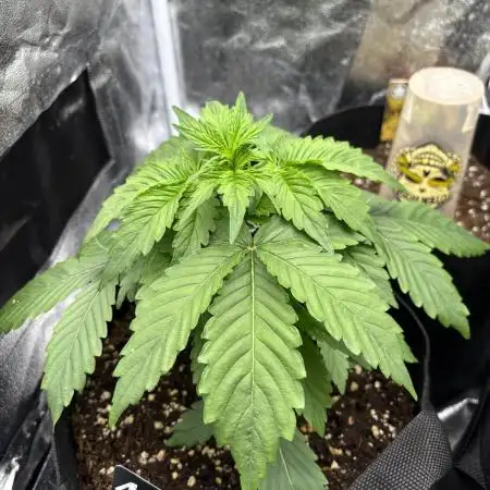 Gorilla Zkittlez Auto