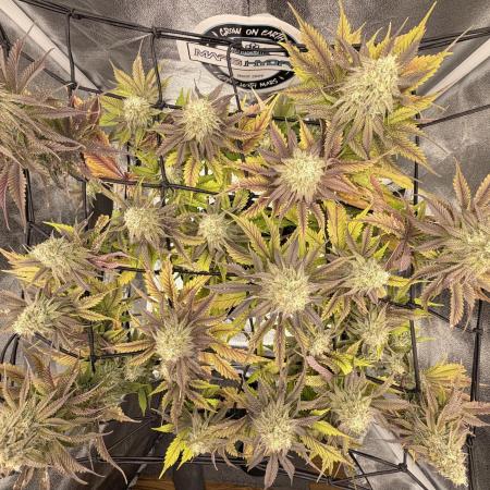 Arctic Flurry by Exotic Seed