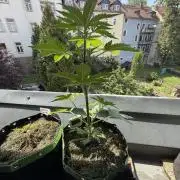 Sour Diesel by Barneys Farm