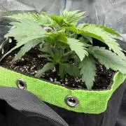 Eternity Grow Cup 2026 - Sticky Broccoli
