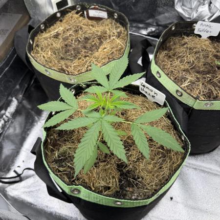 Lemon Haze by Barneys Farm
