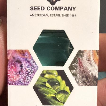 Blueberry by Dutch Passion