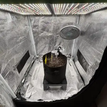 Lemon Cherry Cookies Auto