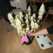 Arctic Flurry by Exotic Seed