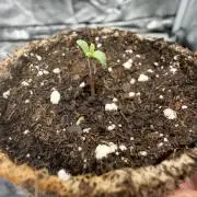 Eternity Grow Cup 2026 - Sticky Broccoli