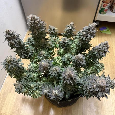 Eternity Grow Cup 2026 - Sticky Broccoli