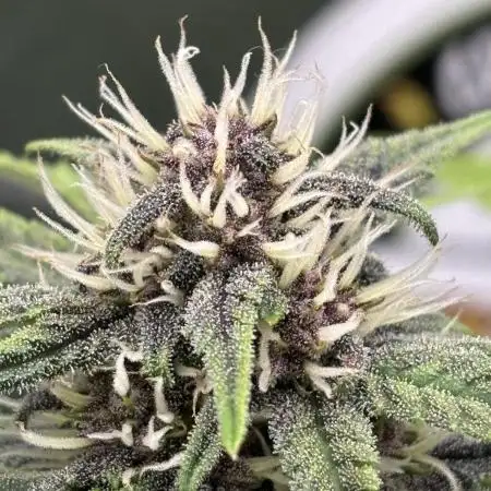 Lemon Cherry Cookies Auto