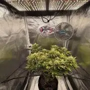 Arctic Flurry by Exotic Seed