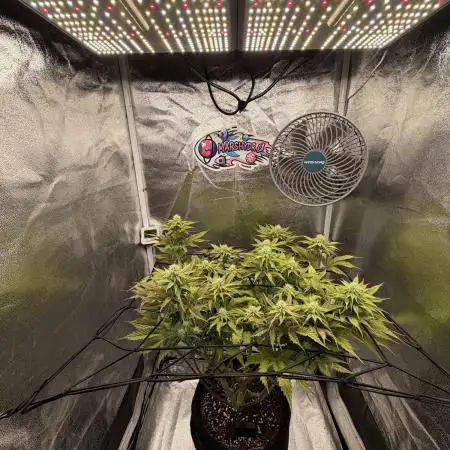 Arctic Flurry by Exotic Seed