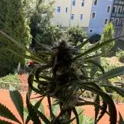 Lemon Haze by Barneys Farm