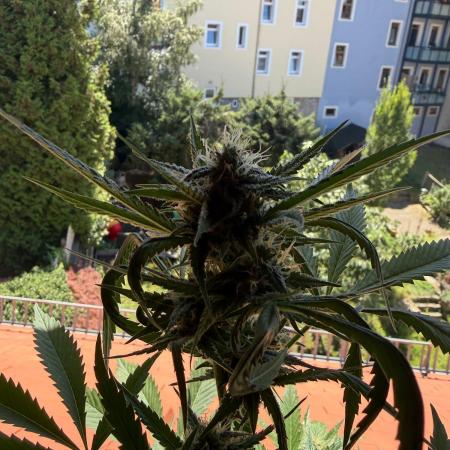Lemon Haze by Barneys Farm