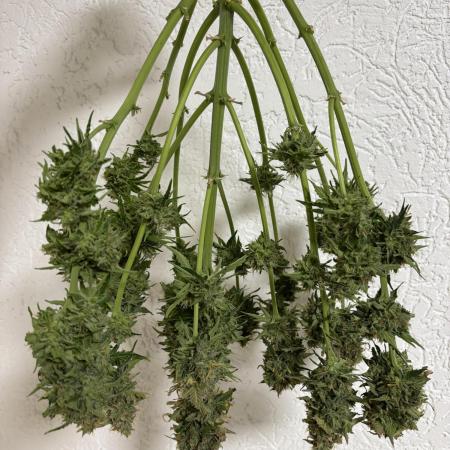 Gorilla Zkittlez Auto