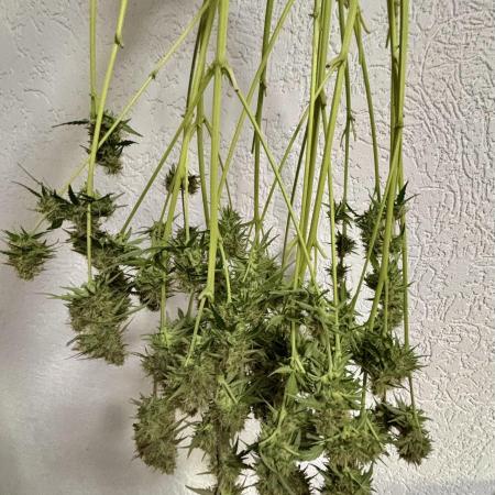 Gorilla Cookies Auto