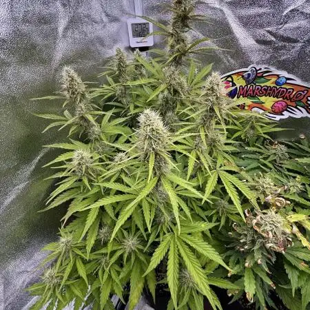 Gorilla Cookies Auto