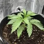 Arctic Flurry by Exotic Seed